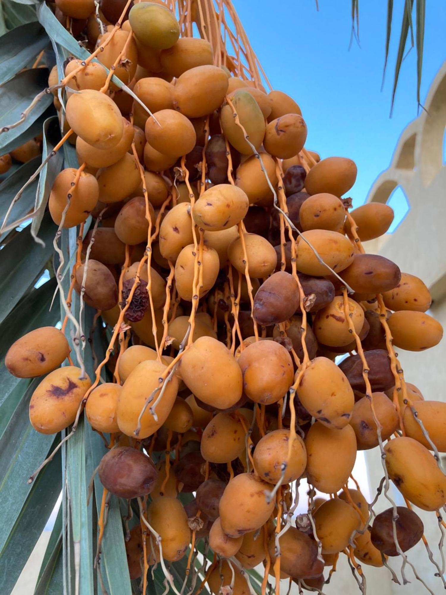 Wafla Siwa Oasis Exterior foto